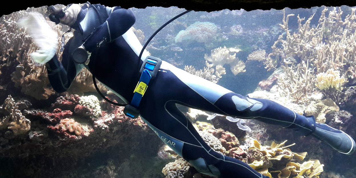 Tauchen im Ocean