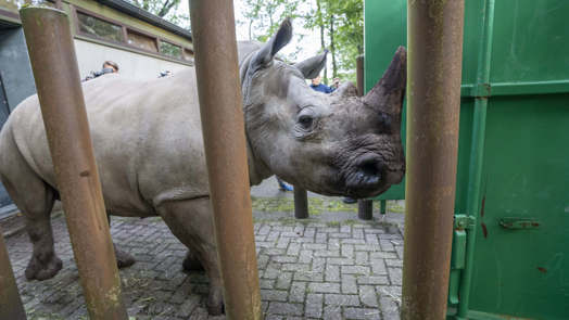 Nashorn geht auf große Reise