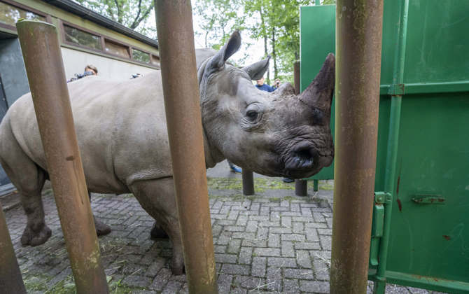 Nashorn geht auf große Reise