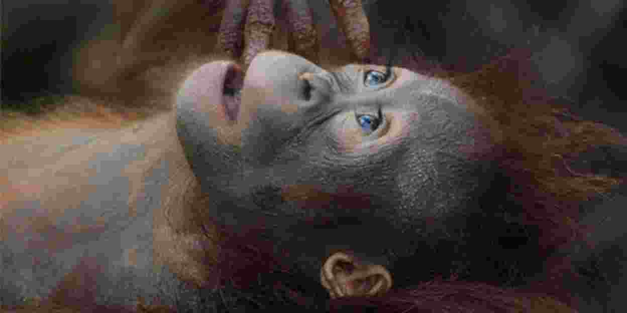 Wo Orang-Utans wieder lernen, Affen zu sein