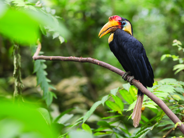 Nashornvogel auf Freiersfüßen