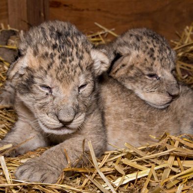 Über die Fortpflanzung