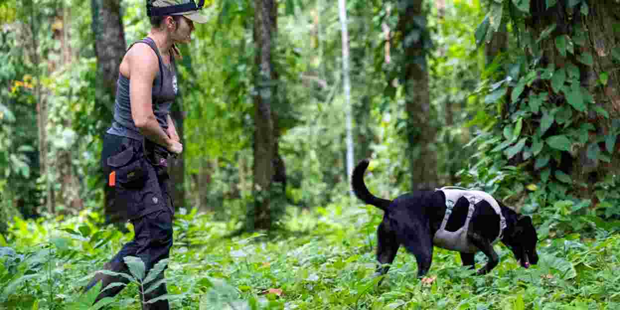 Ausgebildete Spürhunde bestimmen Faultierpopulation in Costa Rica
