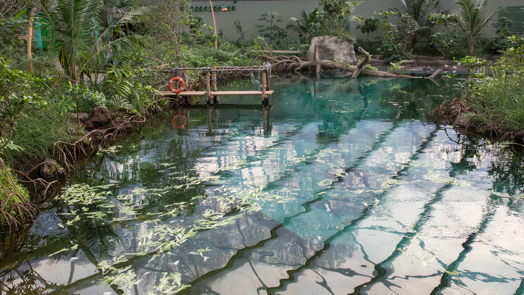 Burgers’ Mangrove: ein Öko-Display entwickelt sich