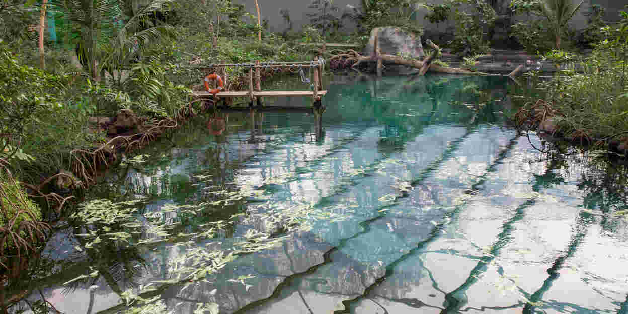 Burgers’ Mangrove: ein Öko-Display entwickelt sich
