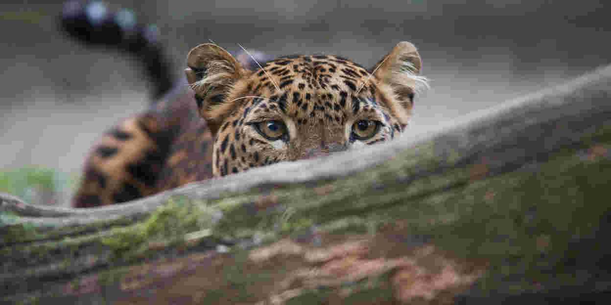Opportunistische Katzen in Burgers’ Rimba