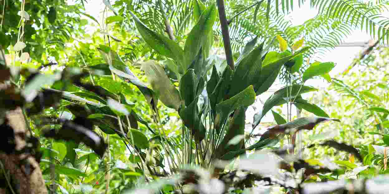 Weltneuheit! Wissenschaftler entdeckt neue Drachenbaum-Art im Königlicher Burgers’ Zoo