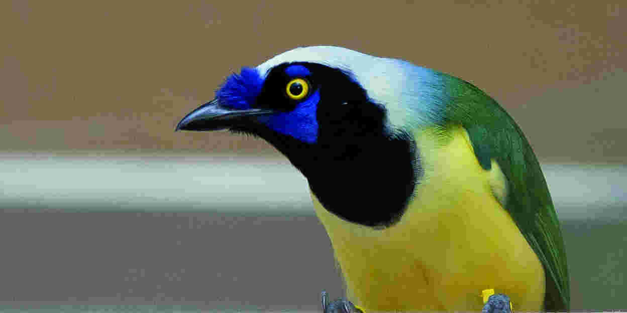 Inkas in Belize?