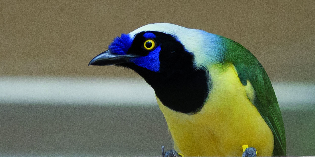 Inkas in Belize?