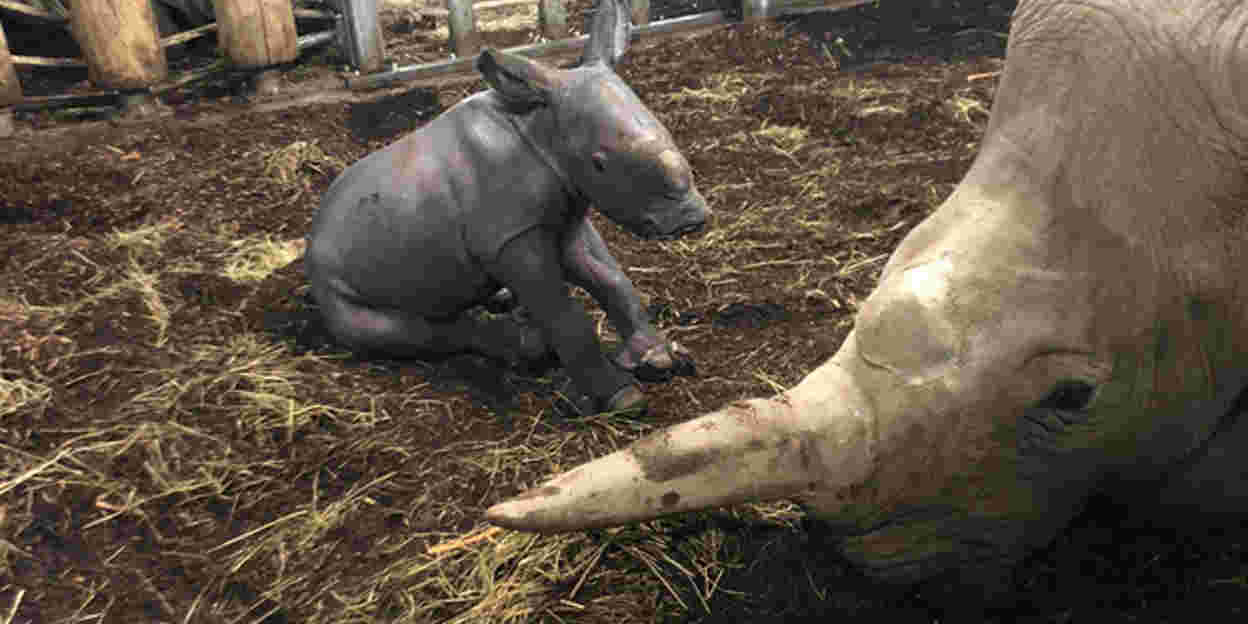 Burgers‘ Zoo unter Europas erfolgreichsten Nashornzüchtern