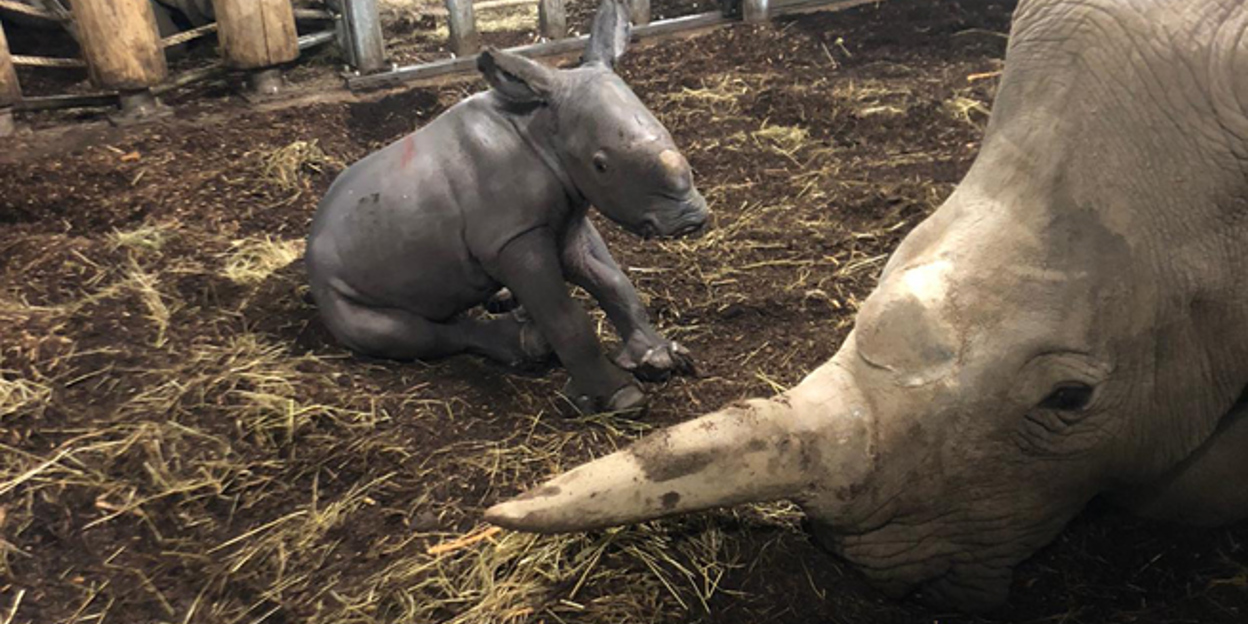 Burgers‘ Zoo unter Europas erfolgreichsten Nashornzüchtern