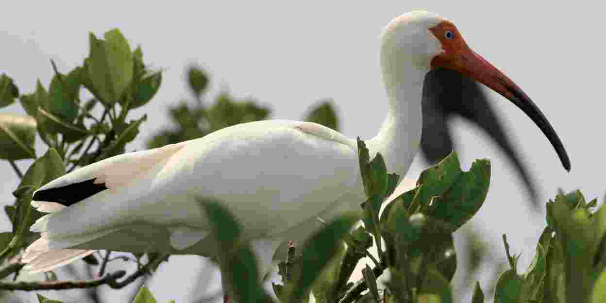Weiße und manchmal rote Ibisse in Belize