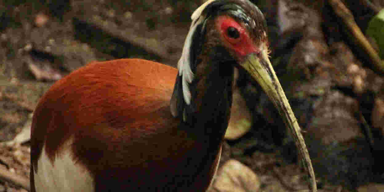 Eine außergewöhnliche neue Vogelart: der Madagaskar-Schopfibis