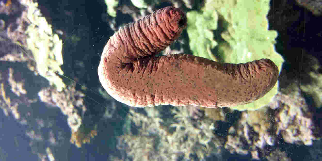 Obst und Gemüse aus dem Meer
