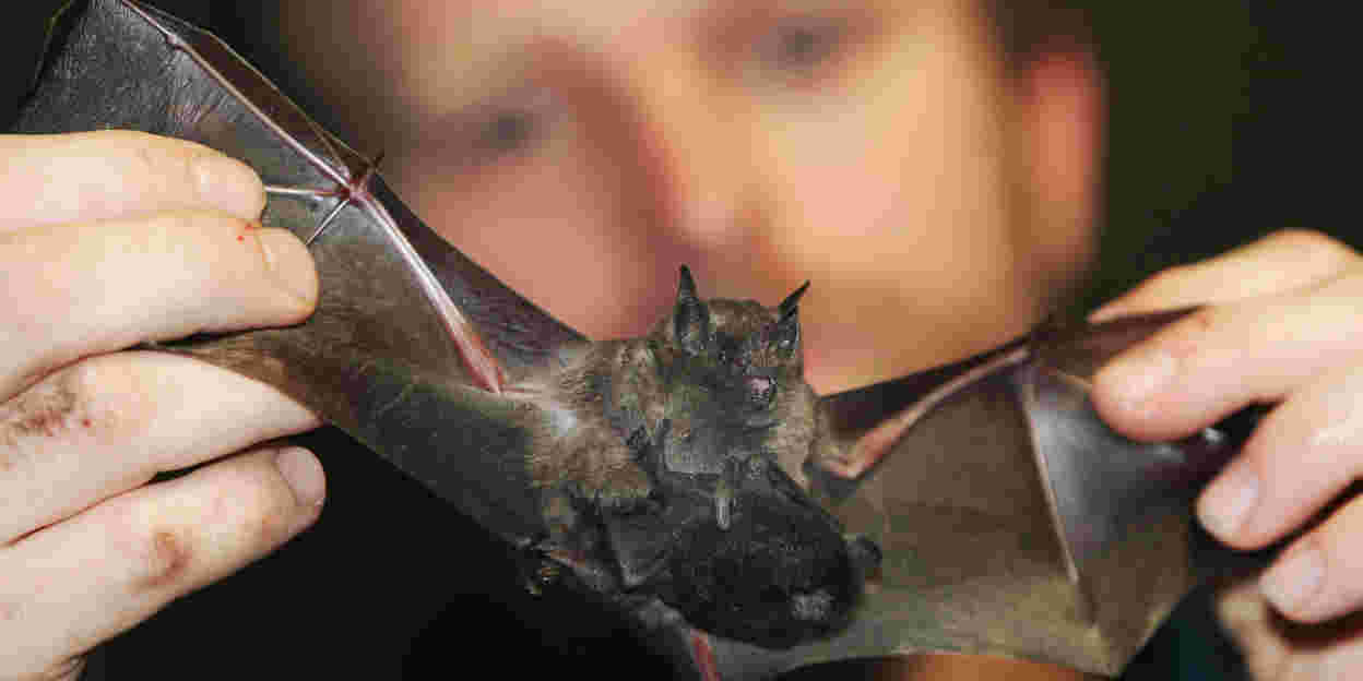 Fledermäuse zählen