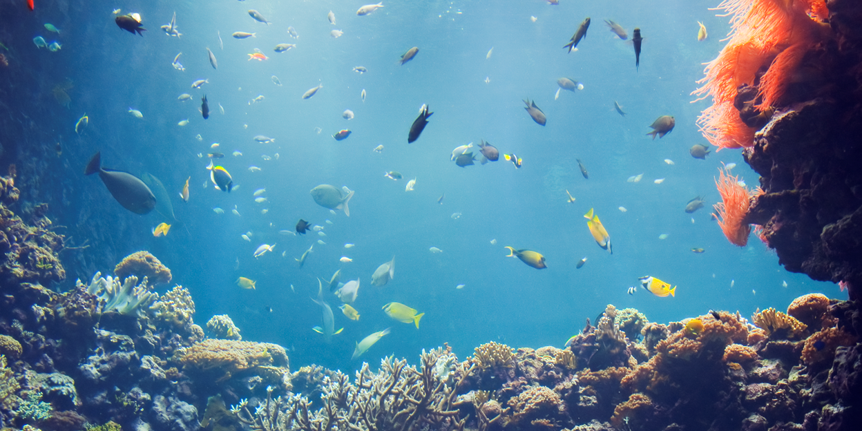 Naturschutz: Fachwissen für die Zucht und den Schutz von Korallen 