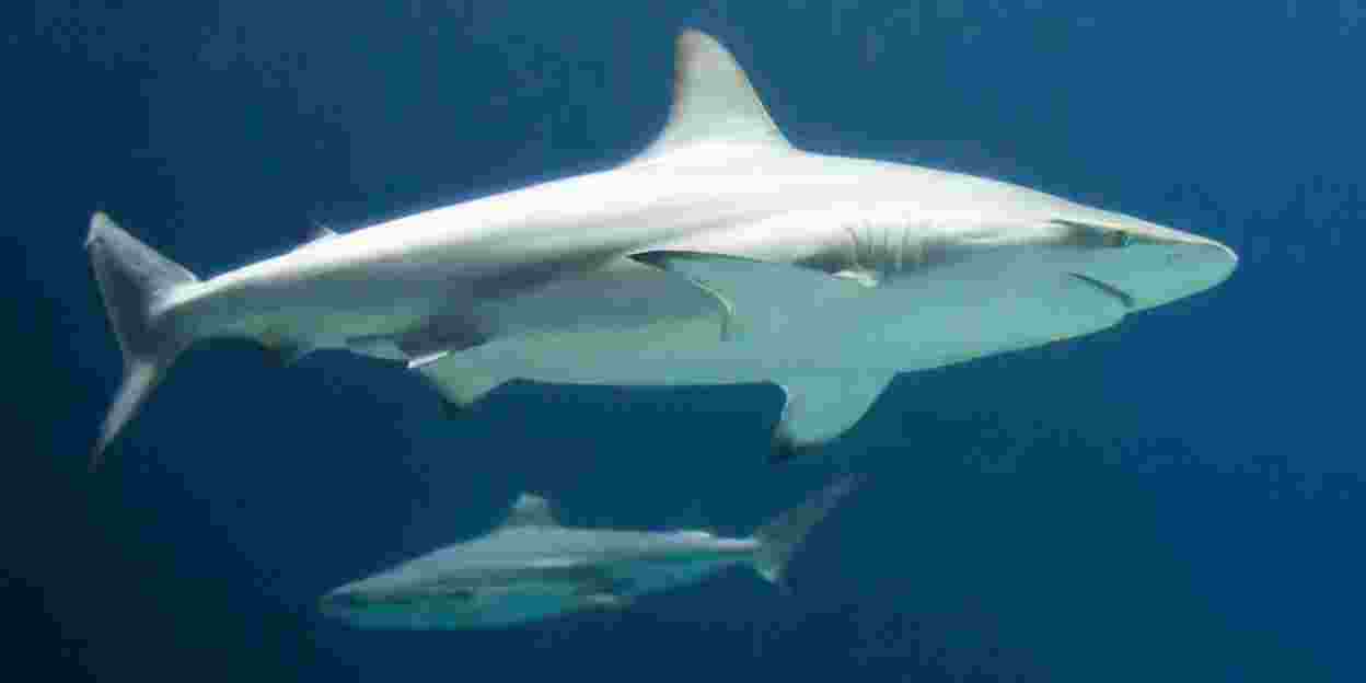 Besondere Tiertransporte: der Hai