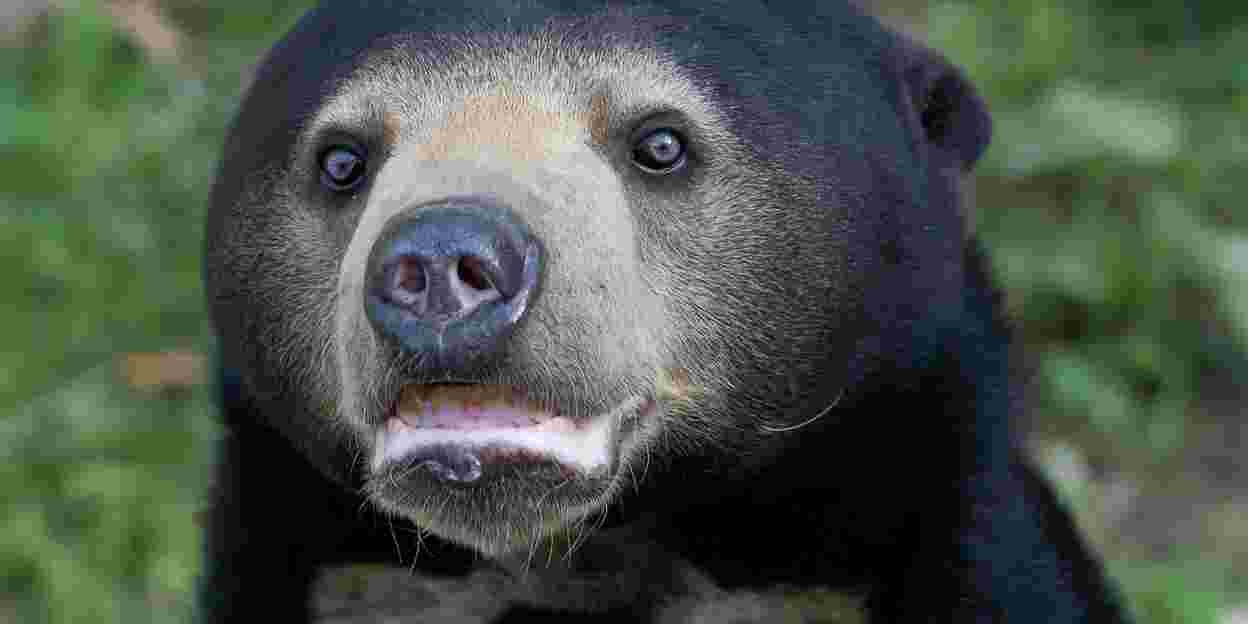 Deutsche Fachleute untersuchen Fruchtbarkeit der Bären