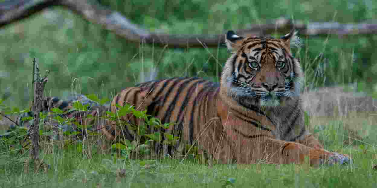 Kamera filmte Geburt von Sumatra-Tigerzwillingen