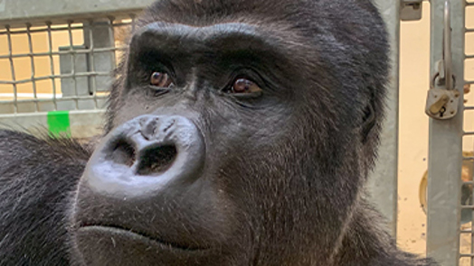 Der Burgers’ Zoo begrüßt einen neuen Silberrücken aus Warschau.