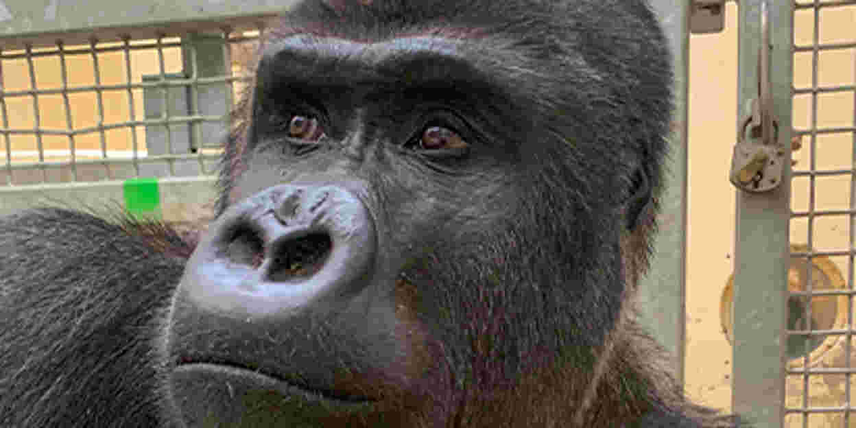 Der Burgers’ Zoo begrüßt einen neuen Silberrücken aus Warschau.