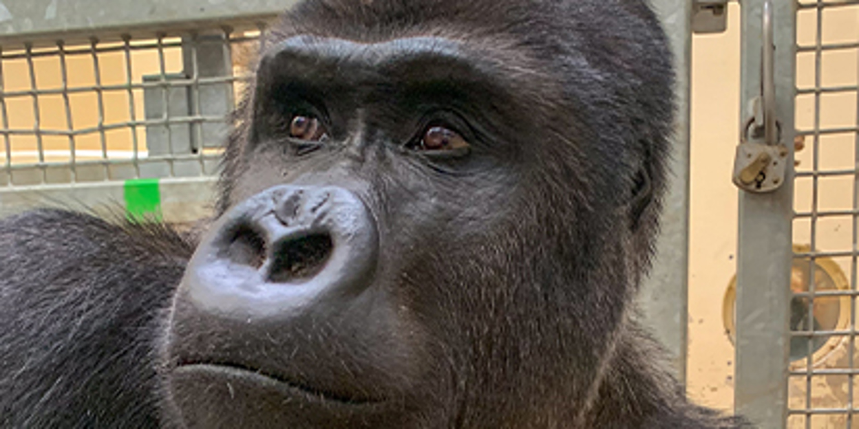 Der Burgers’ Zoo begrüßt einen neuen Silberrücken aus Warschau.