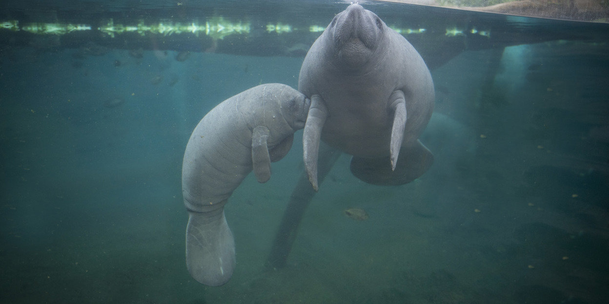 Nachwuchs bei den Seekühen 