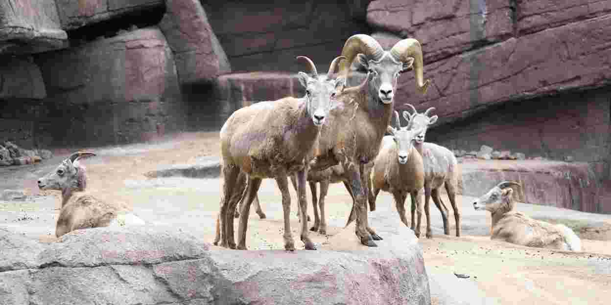 Dickhornschafe ziehen um