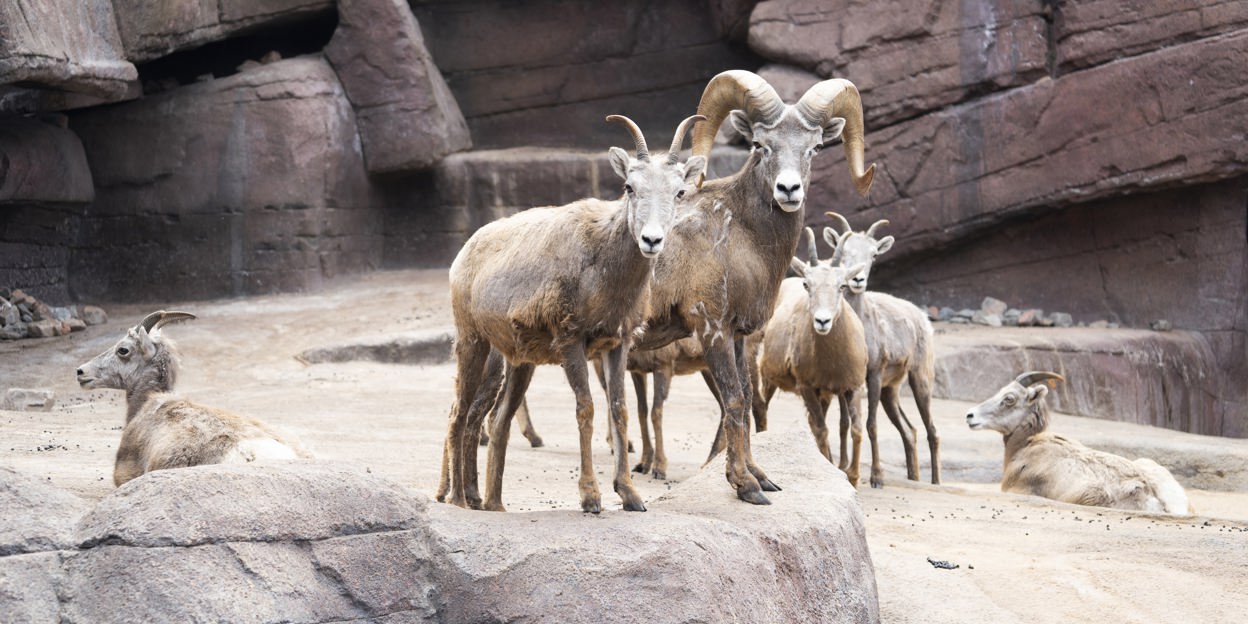 Dickhornschafe ziehen um