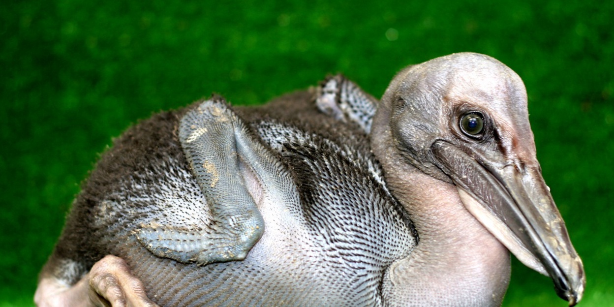 Handaufzucht bei Pelikanen