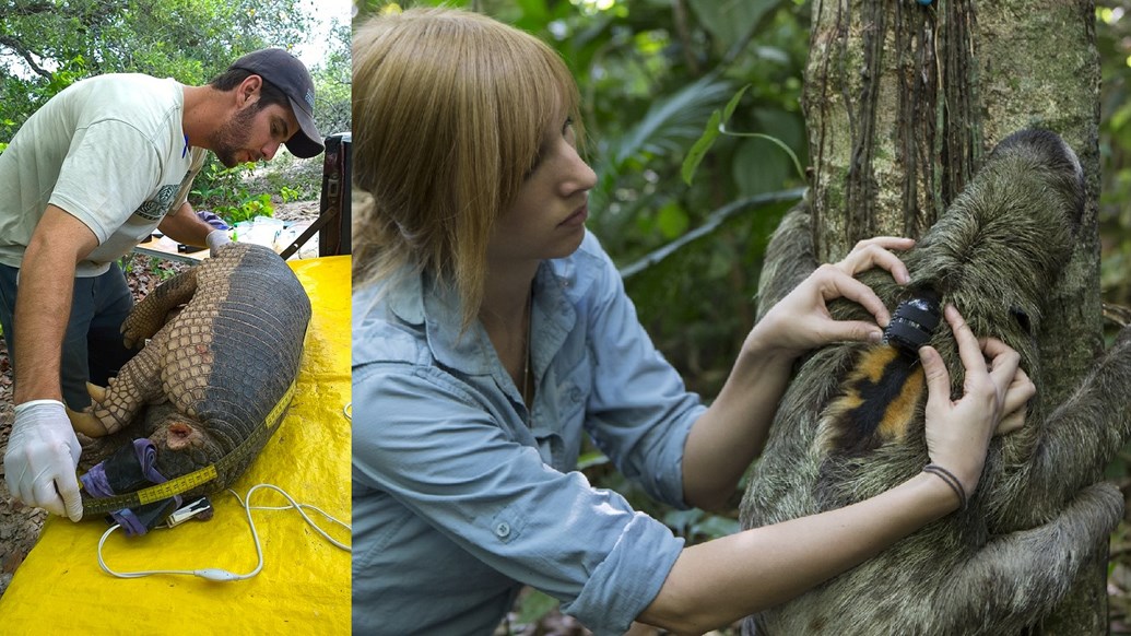 Gabriel Massocato (C)Giant Armadillo Conservation Project und Rebecca Cliffe (C)Suzi Eszterhas