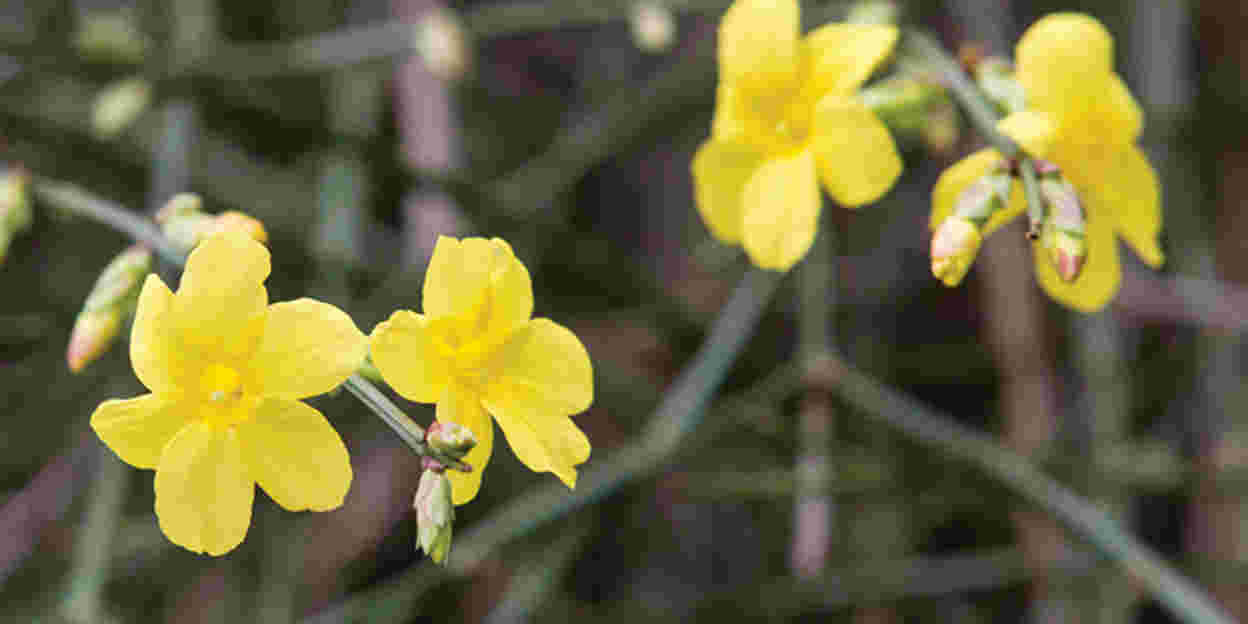 Blüten, aber keine Blätter