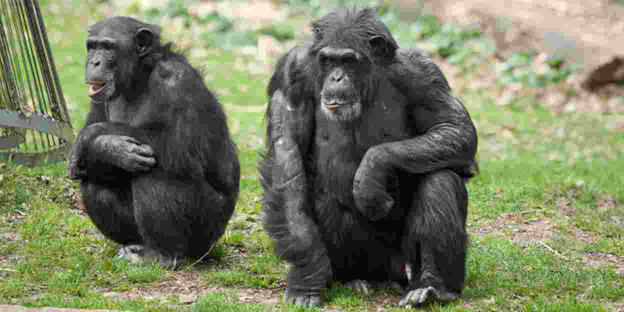 Das Verhalten von Schimpansen bei der Einführung in eine neue Gruppe 