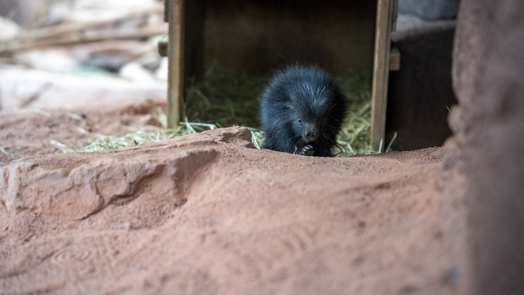 Stacheliger neuankömmling begeistert den Burgers’ Zoo