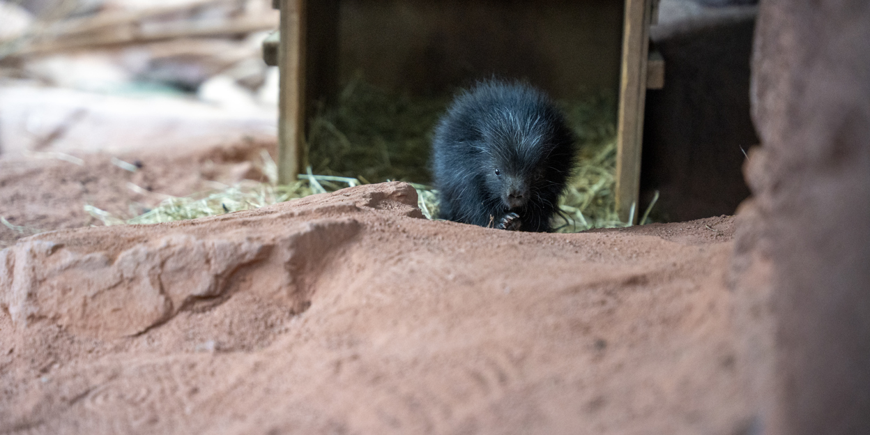 Stacheliger neuankömmling begeistert den Burgers’ Zoo