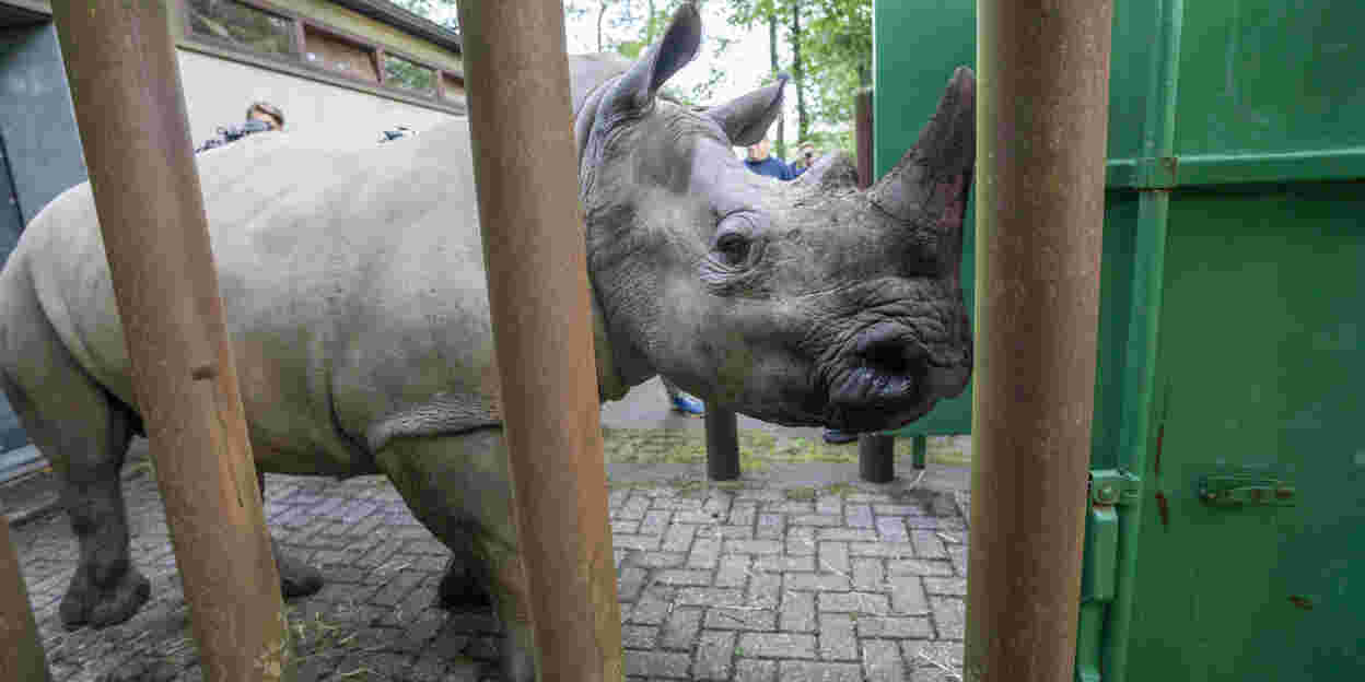 Nashorn geht auf große Reise
