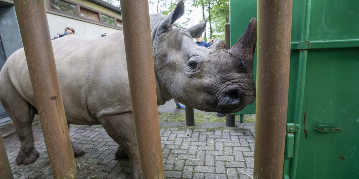 Nashorn geht auf große Reise