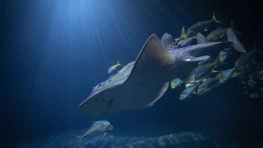 Seltene Rochenart in Burgers’ Ocean eingetroffen: Bogenmaul-Gitarrenrochen