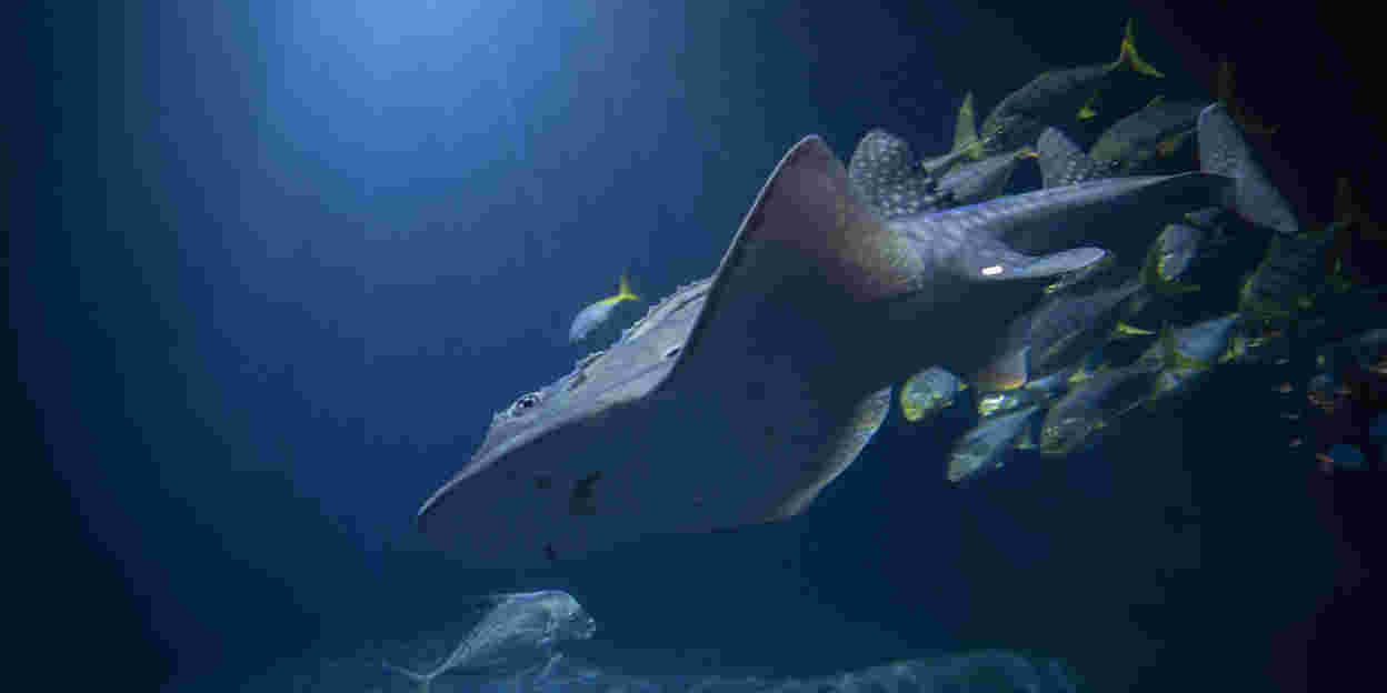Seltene Rochenart in Burgers’ Ocean eingetroffen: Bogenmaul-Gitarrenrochen