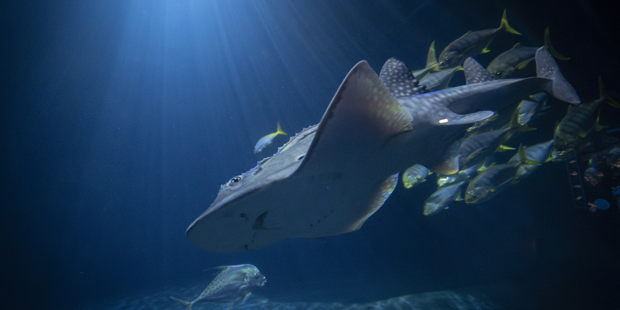 Seltene Rochenart in Burgers’ Ocean eingetroffen: Bogenmaul-Gitarrenrochen
