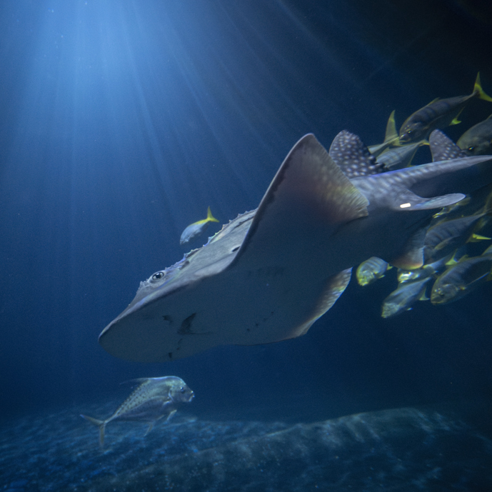 Seltene Rochenart in Burgers’ Ocean eingetroffen: Bogenmaul-Gitarrenrochen