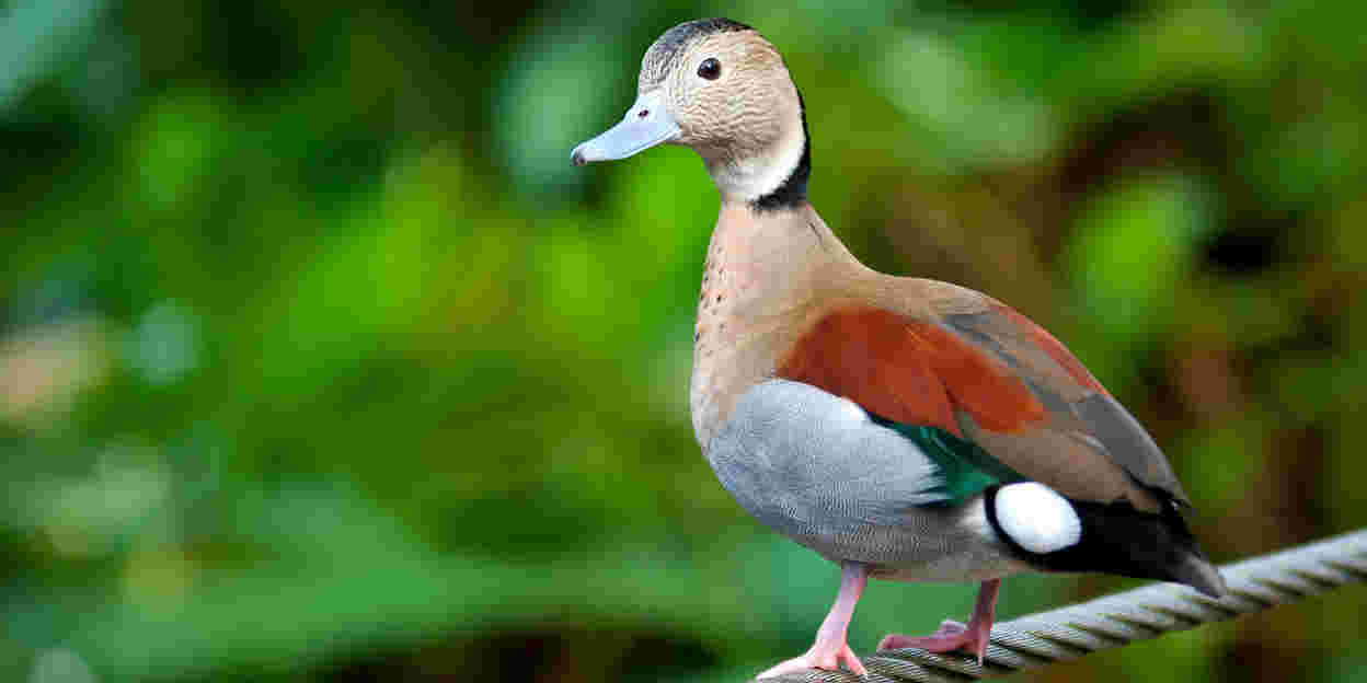 Wie fängt man einen Vogel im Bush?
