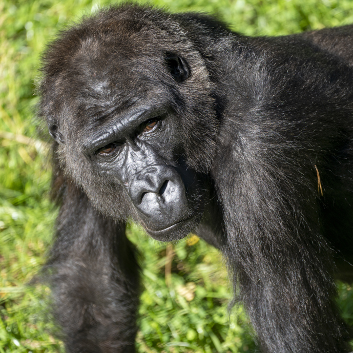 Drei niederländische Tierparks tauschen Gorillas