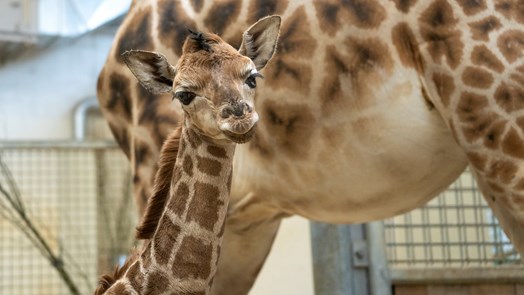 Burgers' Zoo begrüsst Giraffenfohlen