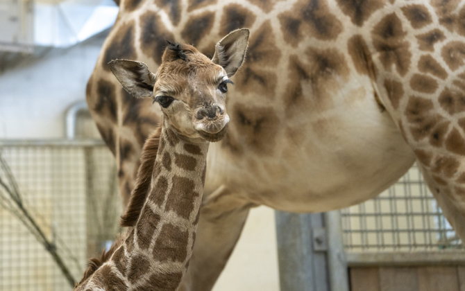 Burgers' Zoo begrüsst Giraffenfohlen