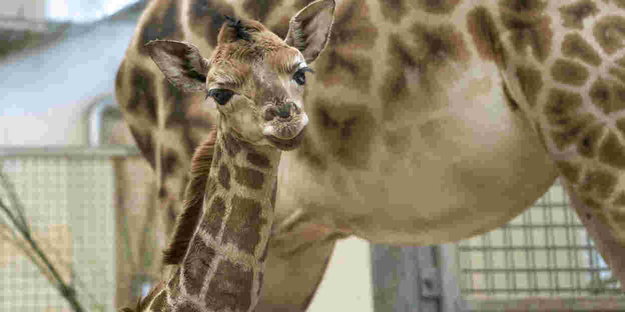 Burgers' Zoo begrüsst Giraffenfohlen