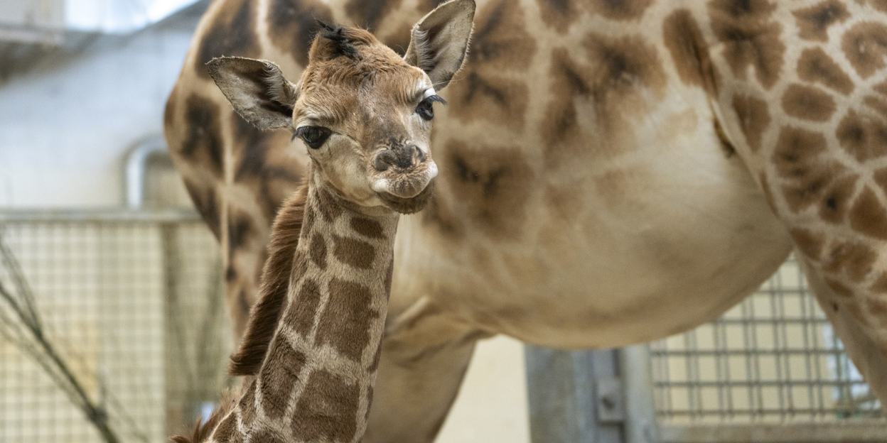 Burgers' Zoo begrüsst Giraffenfohlen
