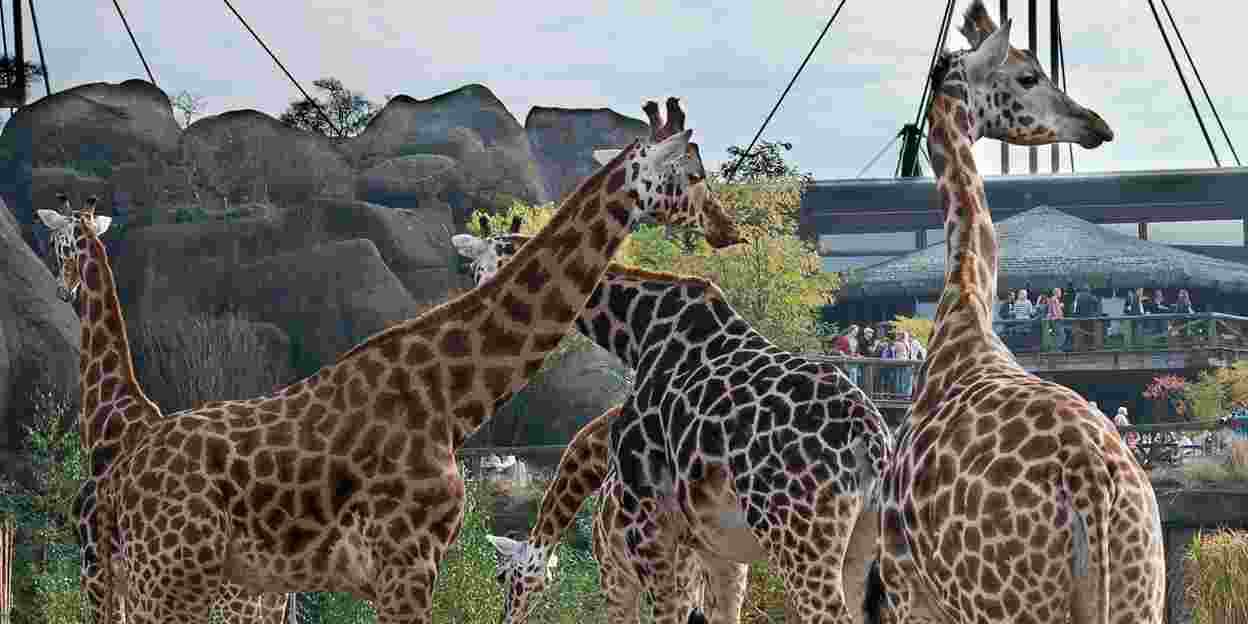 Giraffen-Botschafter unterstützen Tierschutz