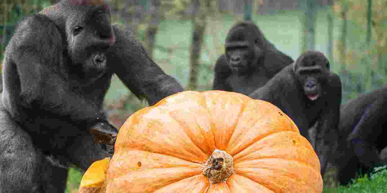 Der Nikolaus bringt den gorillas einen Riesenkürbis
