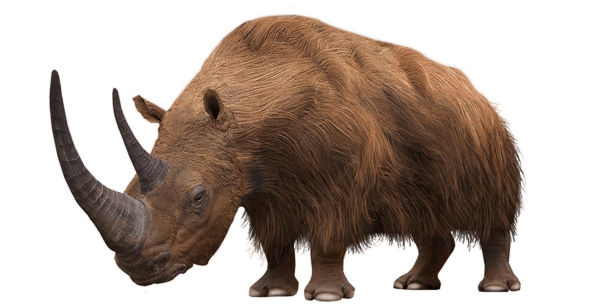 Wollnashorn (Coelodonta antiquitatis)